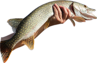 Cutout USP Fisch Cutout USP Fisch